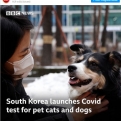 Dél-Koreában már a háziállatokat is tesztelik